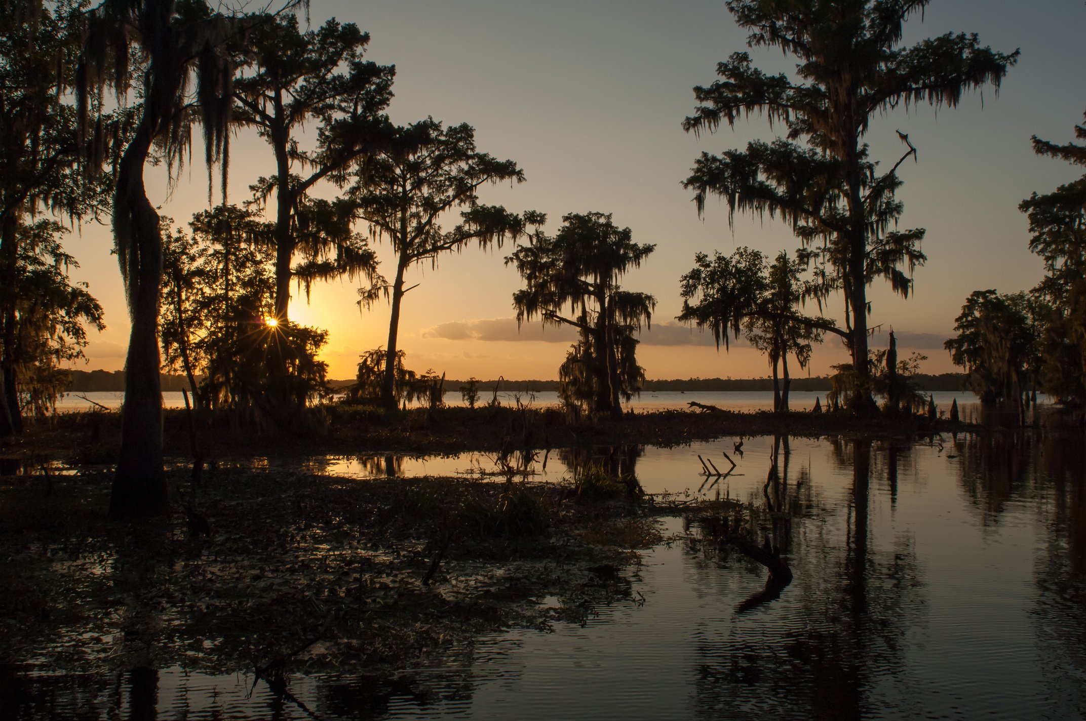 Louisiana Bayou